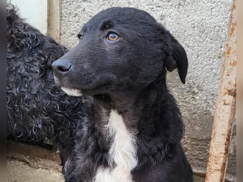 Jane ❤️ neugieres, liebes Hundemädchen
