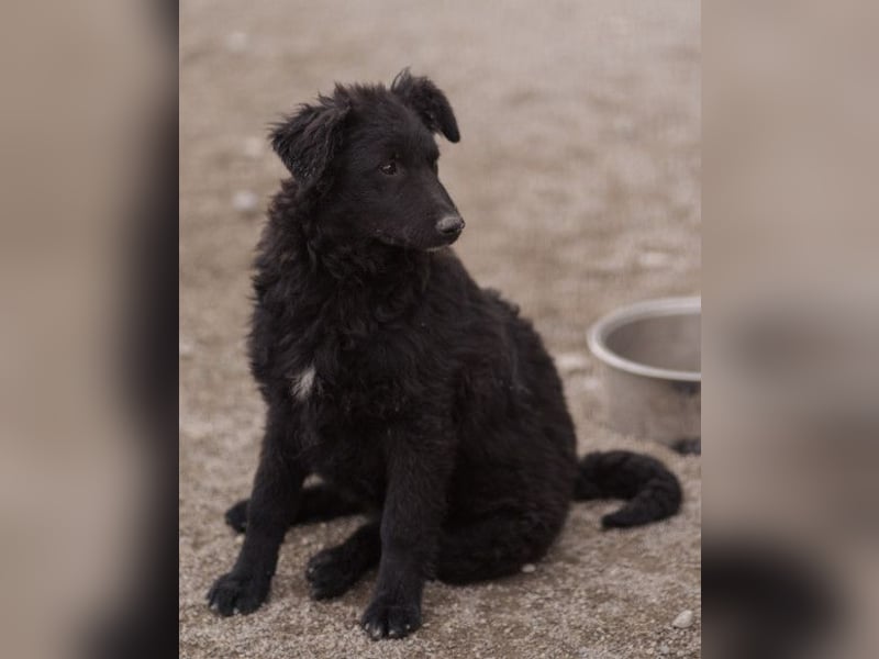 GORDI❤️liebes, verschmustes kroat. Schäferhund-Mix-Mädel
