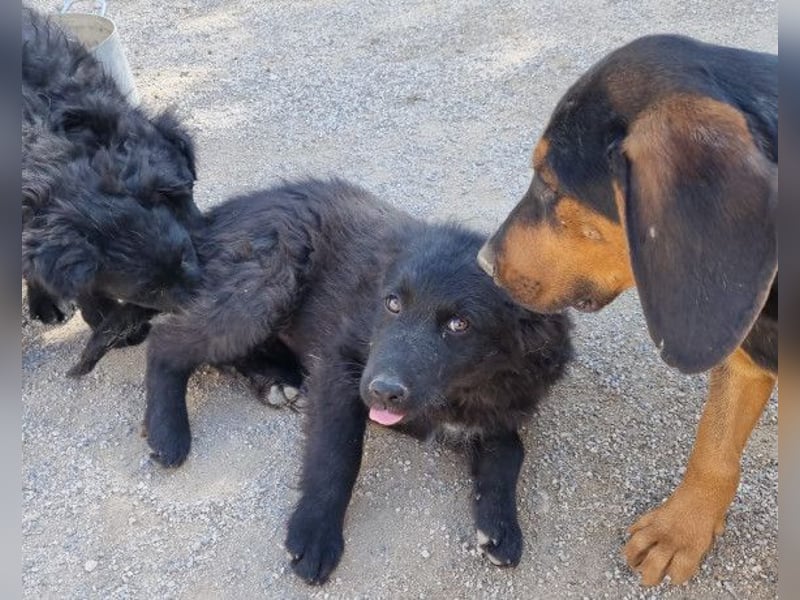 GORDI❤️liebes, verschmustes kroat. Schäferhund-Mix-Mädel
