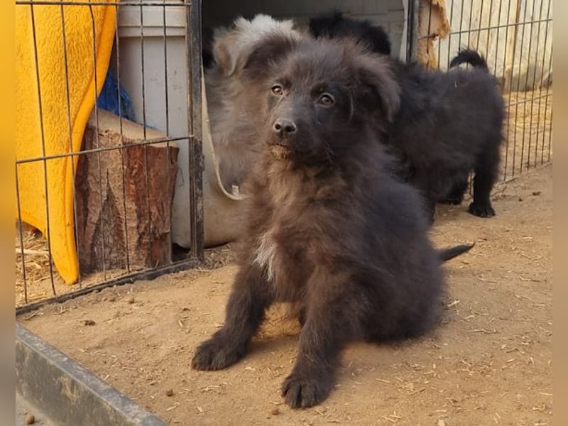 GORDI❤️liebes, verschmustes kroat. Schäferhund-Mix-Mädel