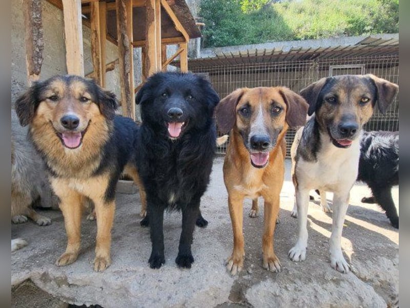 GORDI❤️liebes, verschmustes kroat. Schäferhund-Mix-Mädel