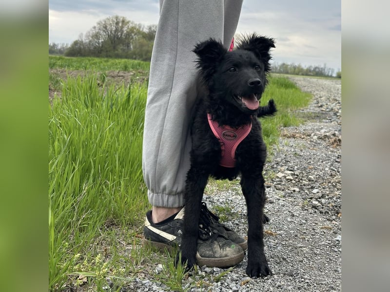 Wunderhübsche Bella sucht ein Zuhause
