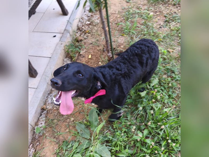 Lola sucht aktive Familie