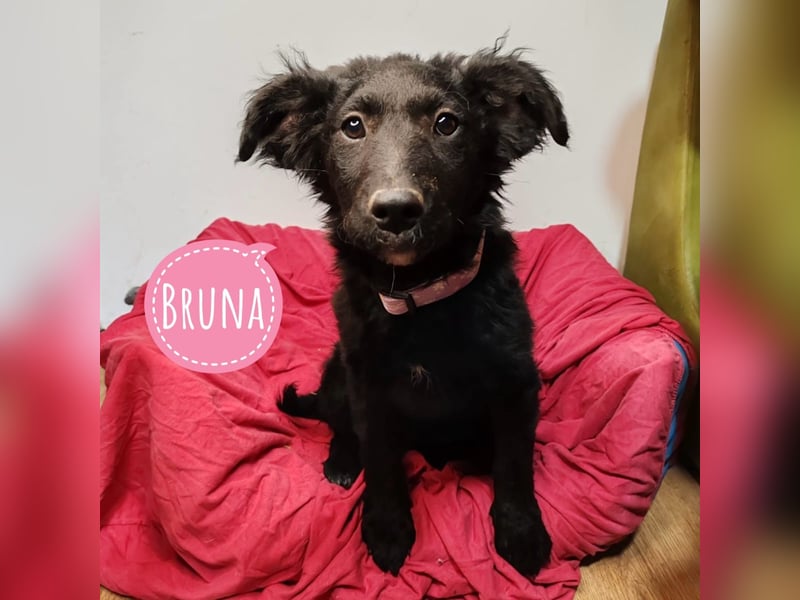 Bruna eine schwarze Perle