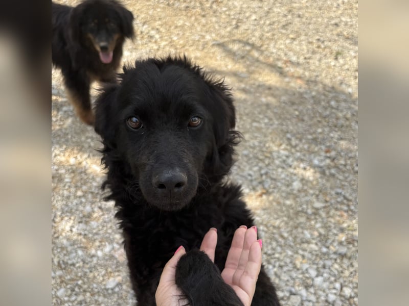 Lokka ein Traumhund