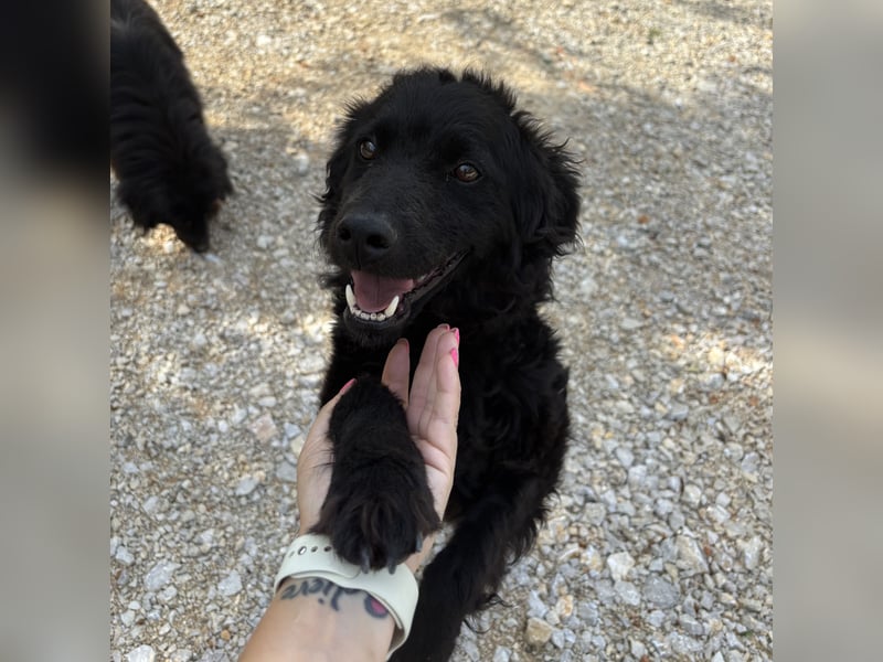 Lokka ein Traumhund