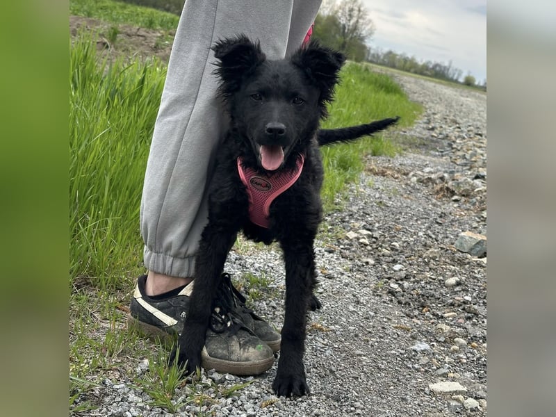 Wunderhübsche Bella sucht ein Zuhause