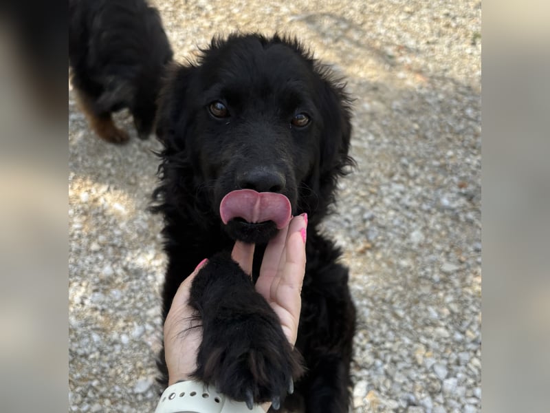 Lokka ein Traumhund