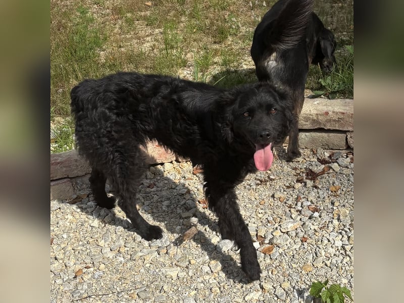 Lokka ein Traumhund