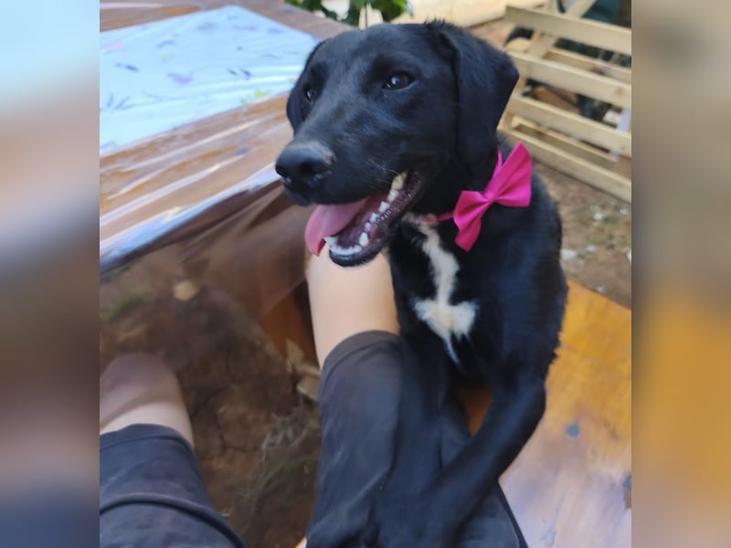 Lola sucht aktive Familie