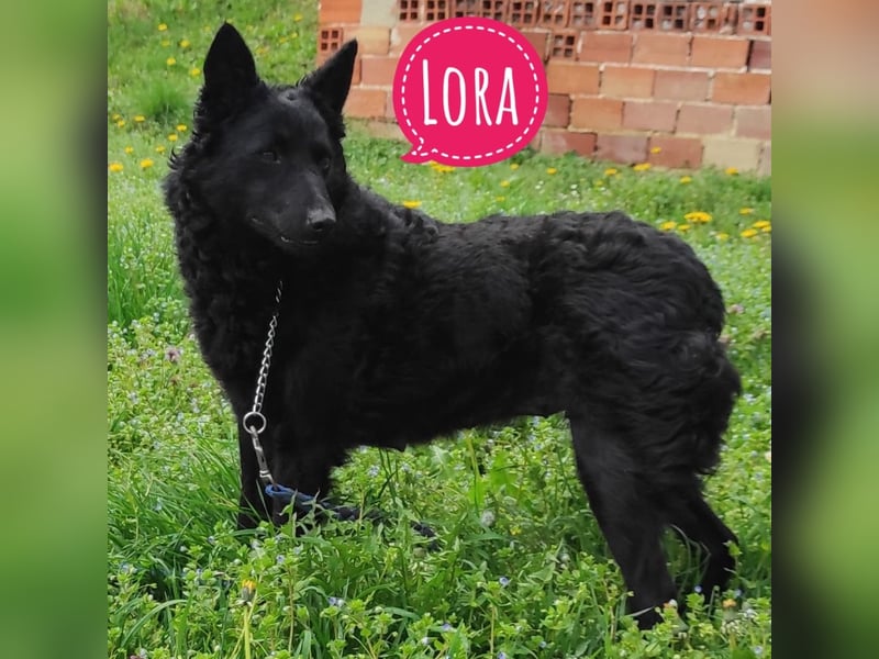 Lora ein Prachtexemplar
