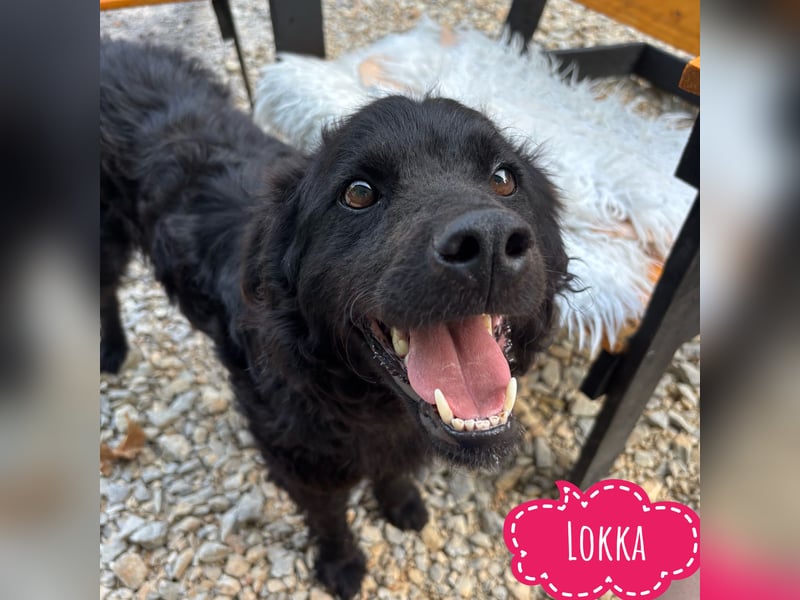 Lokka ein Traumhund