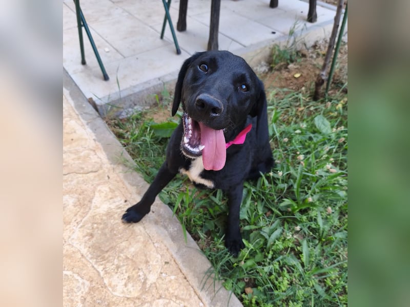 Lola sucht aktive Familie
