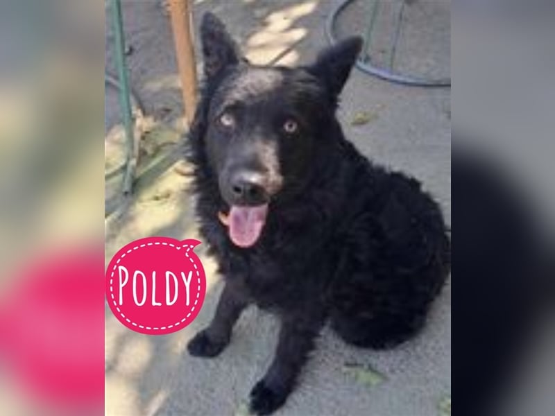 Poldy ein Prachtexemplar
