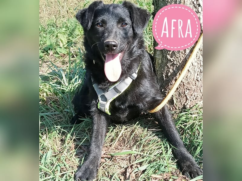 Afra eine schwarze Perle