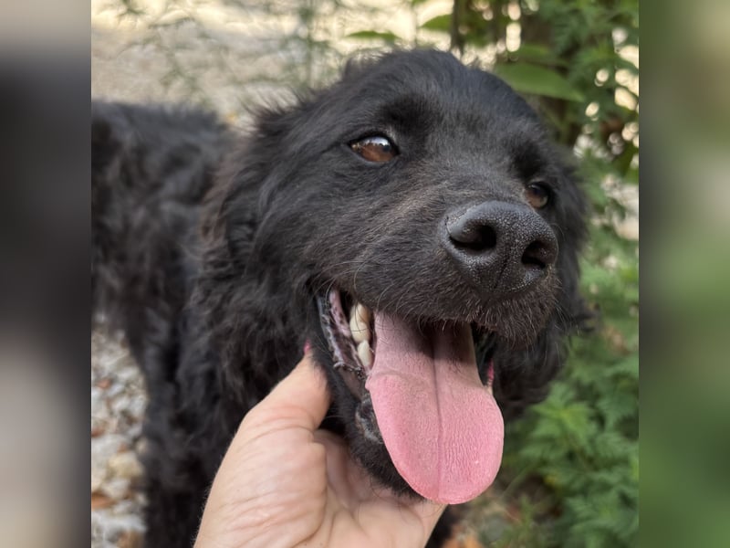 Lokka ein Traumhund