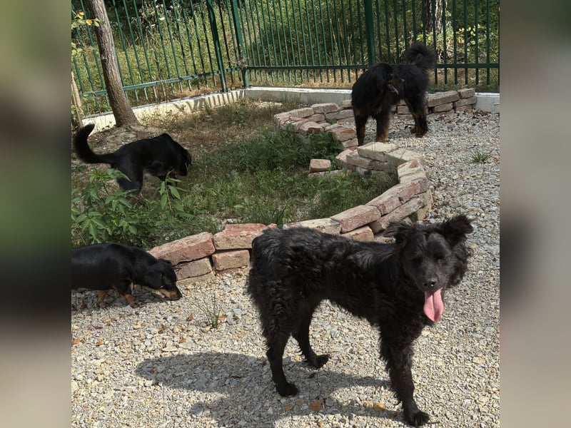 Lokka ein Traumhund