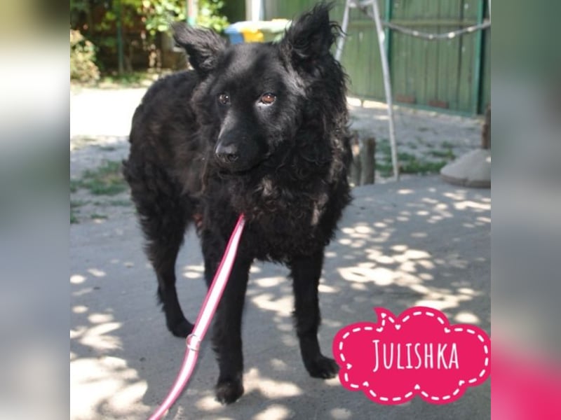 Julishka die sanfte im Tierheim