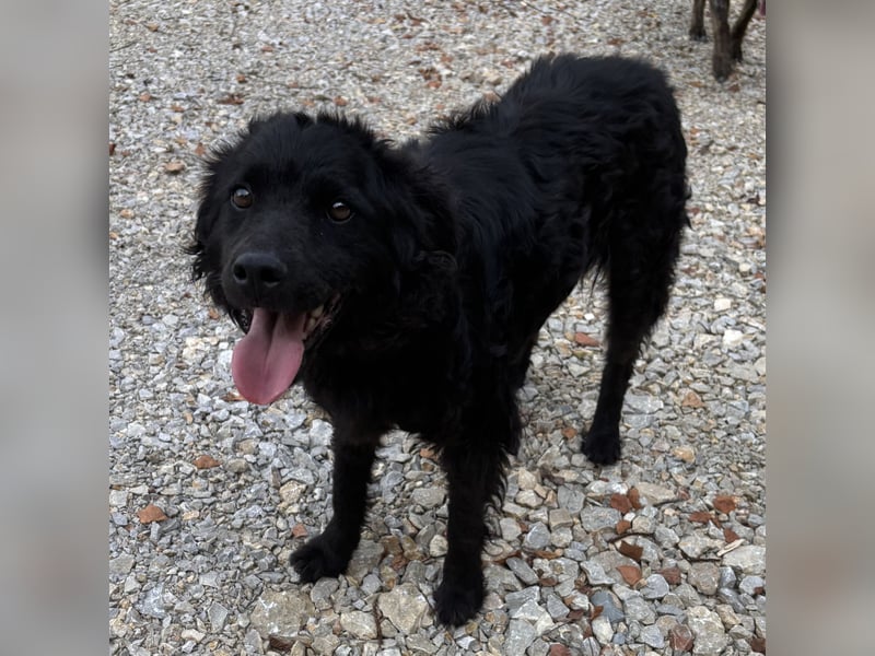 Lokka ein Traumhund