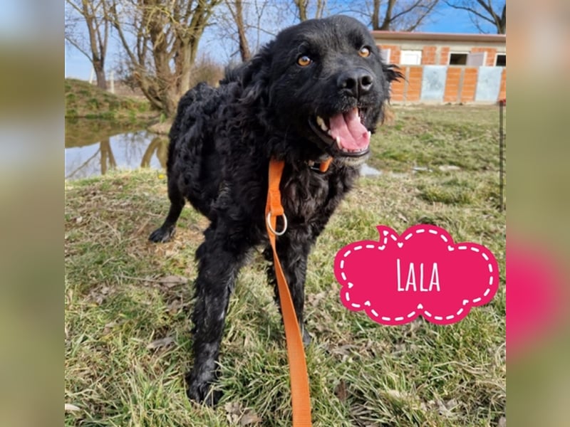 Lala ein Lockenkopf