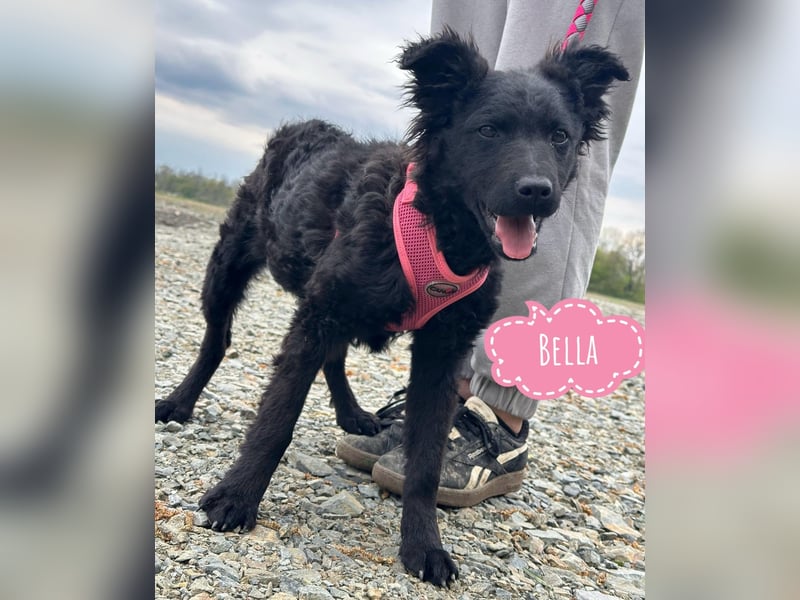 Wunderhübsche Bella sucht ein Zuhause