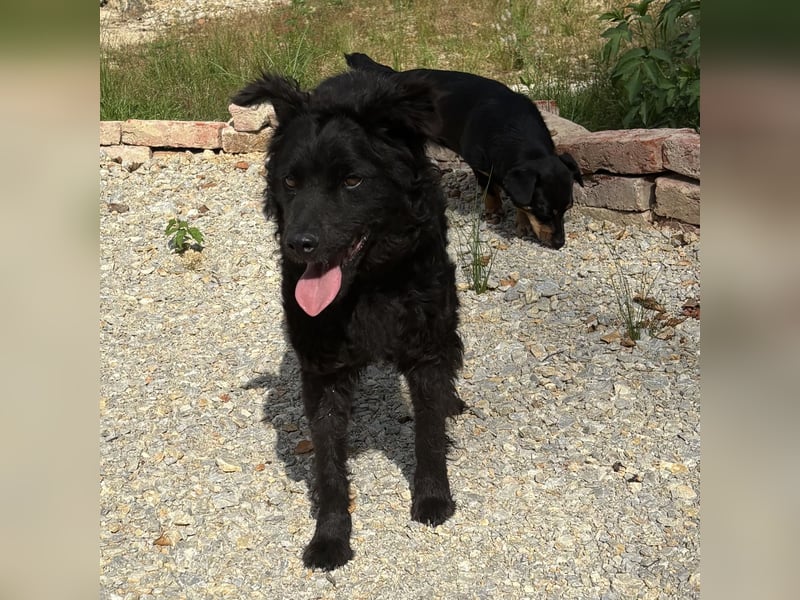 Lokka ein Traumhund