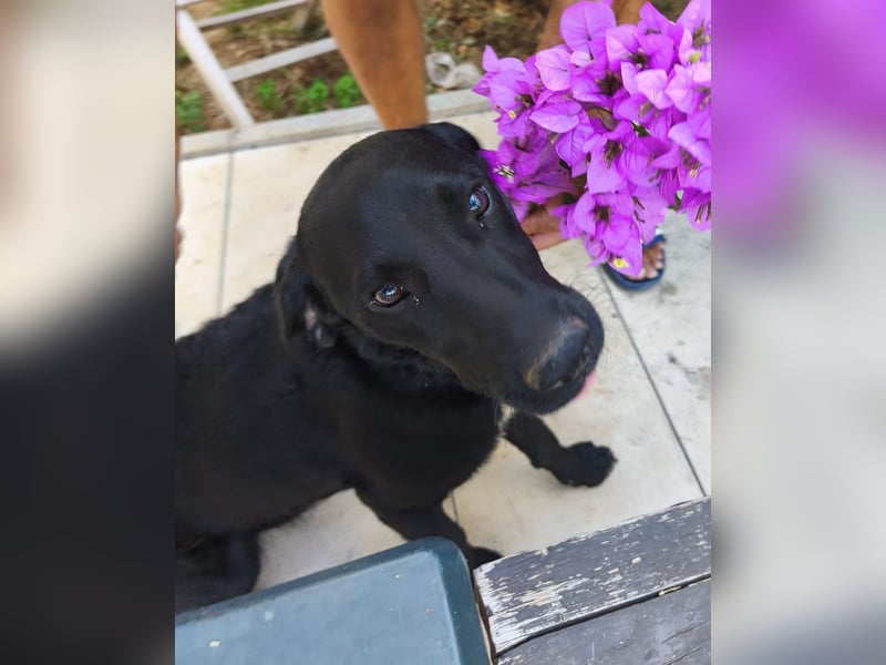 Lola sucht aktive Familie