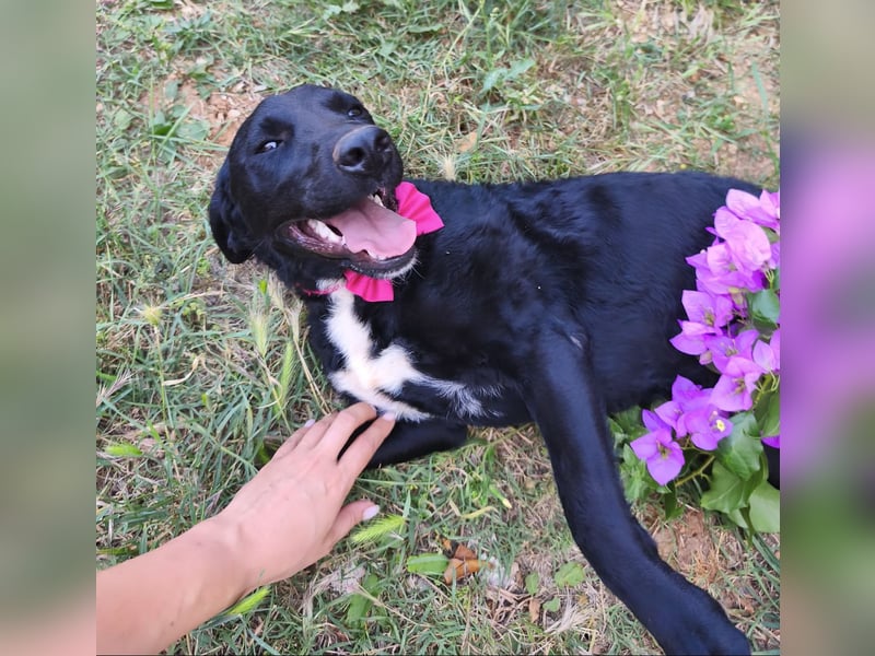 Lola sucht aktive Familie