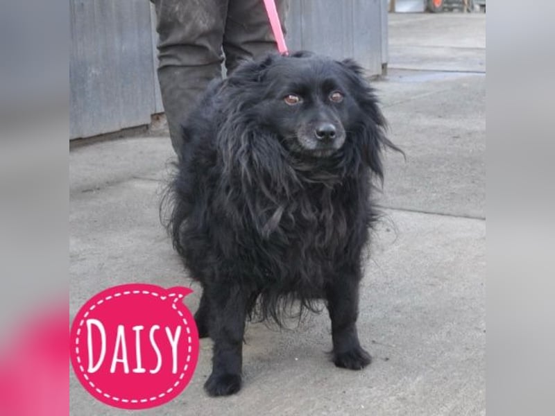 Daisy eine Menschen liebende Hündin