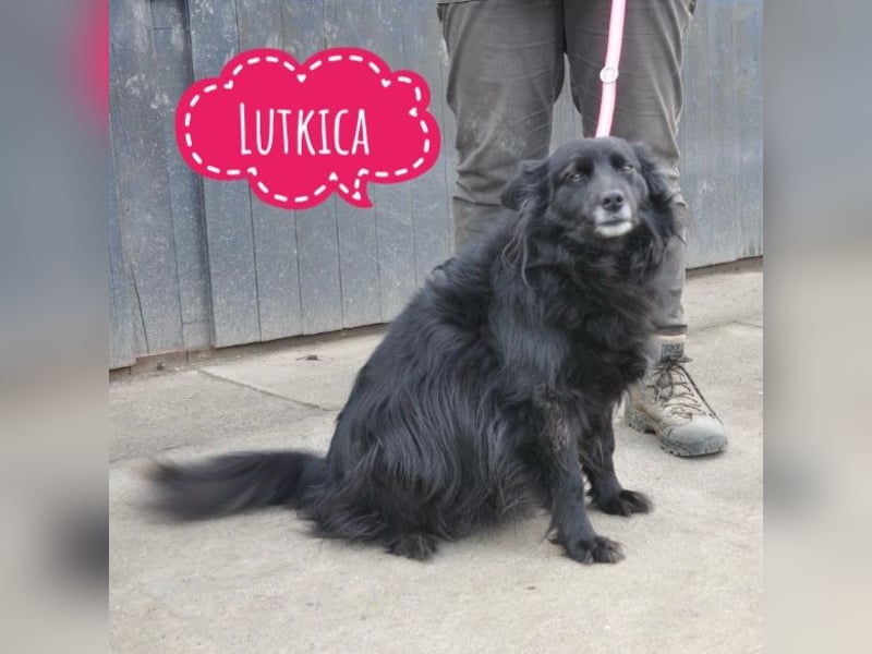 Lutkica eine Traumhündin