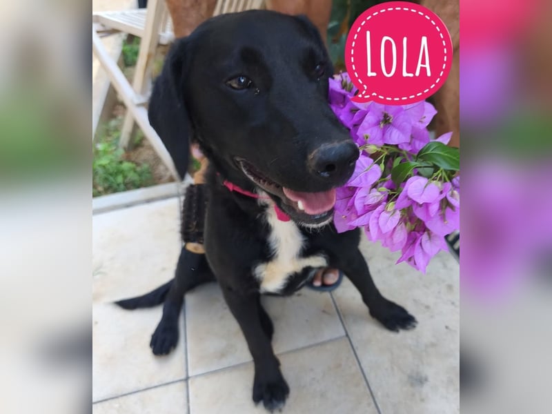 Lola sucht aktive Familie