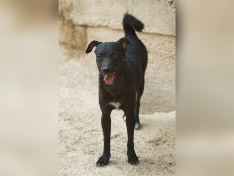 Jane ❤️ neugieriges, liebes Kroat. Schäfi-Mix Hundemädchen