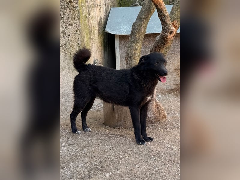 Jane ❤️ neugieriges, liebes Kroat. Schäfi-Mix Hundemädchen