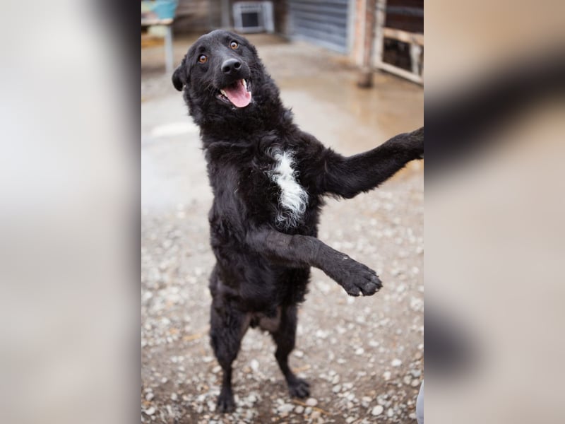 Jungrüde Dado ♥️ so lebensfroh entzückend