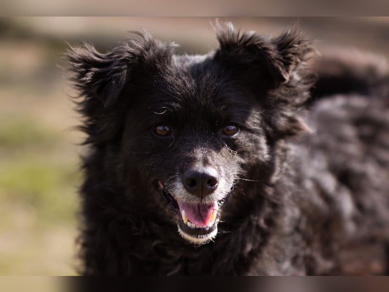 Lola ❤️ lebhafte, schlaue Schmusemaus!