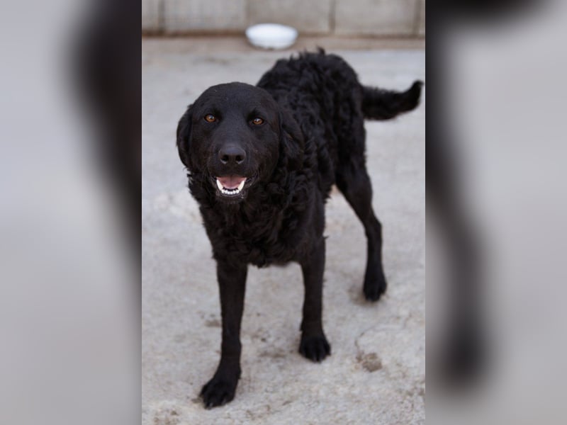 Kroat. Schäfi-Mix GONZALES❤️ super süßer Hundejunge mit tollem Charakter!