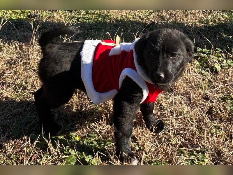 Liebste ♥ Lili ♥ süße Kroatische-Mix-Welpin sucht ihr großes Glück