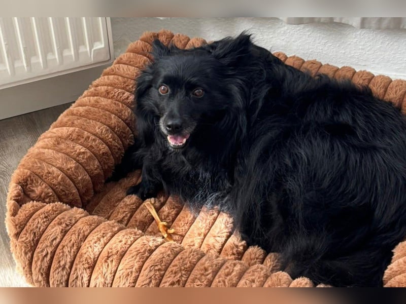 Kleine ♥Daisy♥ erwartet dich bereits in 01640 Coswig