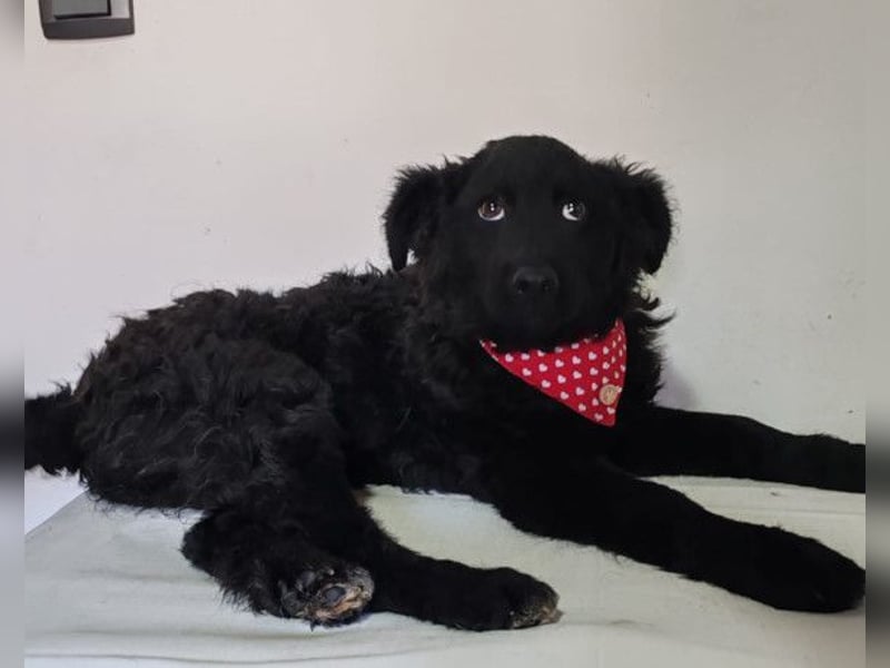 ZOA❤️Kroat. Schäferhund-Mix-Mädel voller purer Lebensfreude