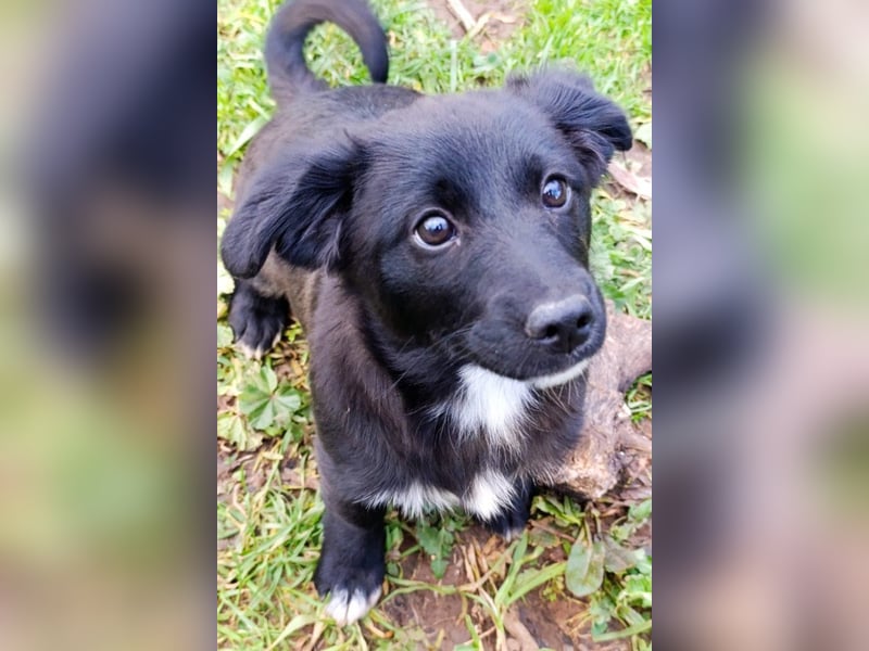 Liebste ♥ Lili ♥ süße Kroatische-Mix-Welpin sucht ihr großes Glück