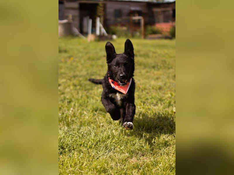 MIMA❤️soziales, kuscheliges und verspieltes Kroat.Schäfi-Mix-Mädchen sucht ihre Familie