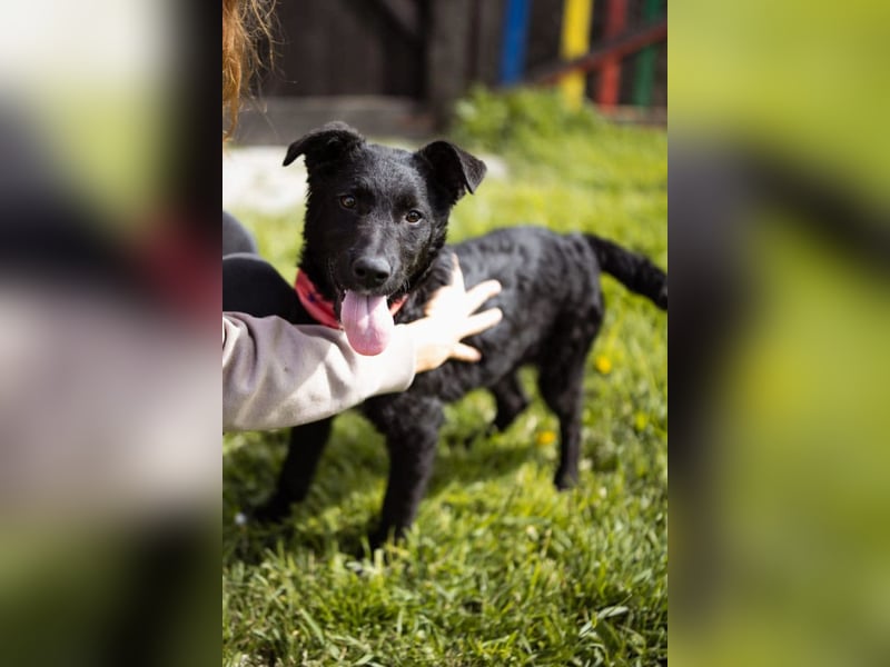 MIMA❤️soziales, kuscheliges und verspieltes Kroat.Schäfi-Mix-Mädchen sucht ihre Familie