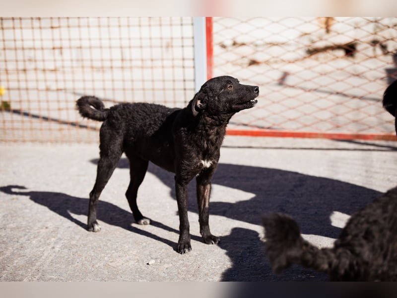 Jane ❤️ neugieriges, liebes Hundemädchen