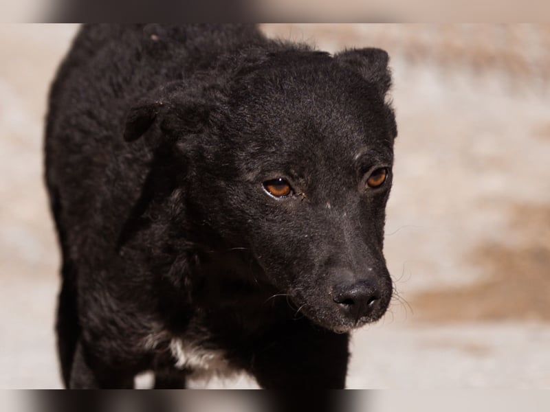 Jane ❤️ neugieriges, liebes Kroat. Schäfi-Mix Hundemädchen