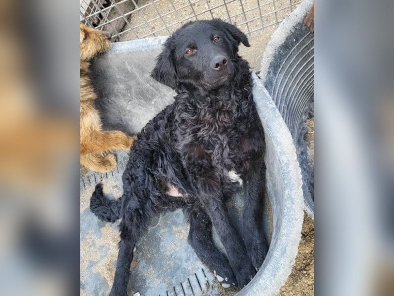 GONZALES❤️ liebenswerter, agiler und neugieriger Kroatischer Schäferhund-Mix