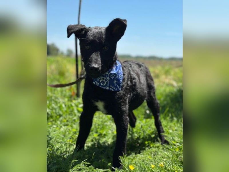 Jungrüde Dado ♥️ so lebensfroh entzückend