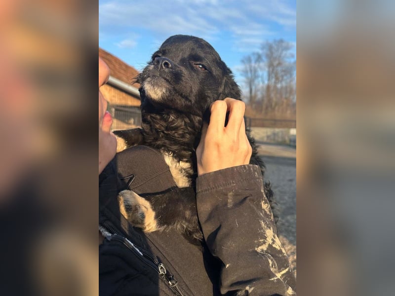 Kleine ♥Milena♥ sanfte, verspielte Junghündin