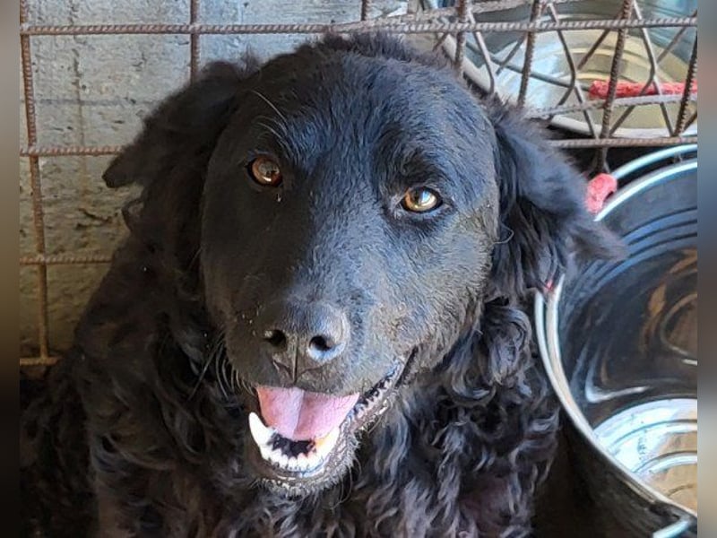 Kroat. Schäfi-Mix GONZALES❤️ super süßer Hundejunge mit tollem Charakter!