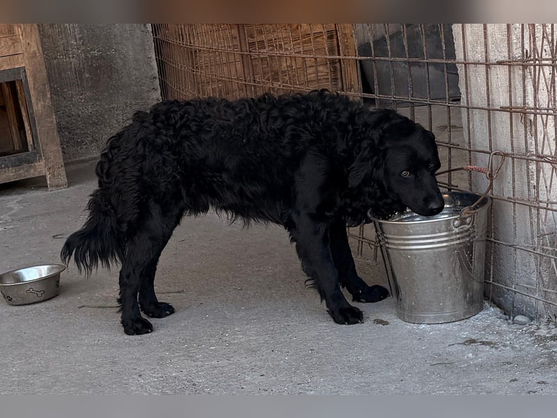 GONZALES❤️ super süßer Kroat. Schäfi-Mix mit tollem Charakter!