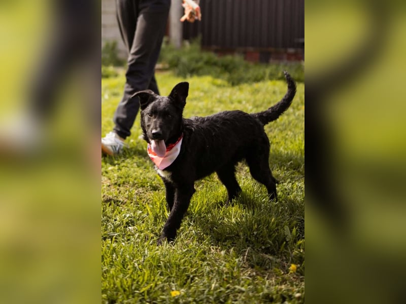 MIMA❤️soziales, kuscheliges und verspieltes Kroat.Schäfi-Mix-Mädchen sucht ihre Familie